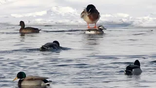 Морянка (Clangula hyemalis). Птицы Беларуси.