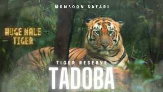 Tadoba - Andhari Tiger Reserve | We saw the Huge Male Tiger | Monsoon Safari