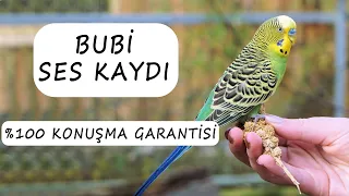 Bubi Ses Kaydı  %100 Konuşma Garantisi | 1 Ay Sonra Kuşunuz Konuşacak