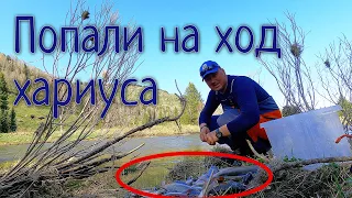 Трофеи забытой реки/Наловили гору рыбы в глухой тайге #1