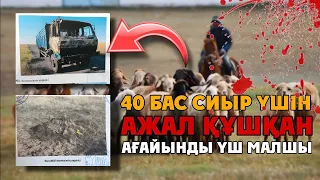 ҮШ МАЛШЫНЫҢ ӨЛІМІ | Арты көтеріліске ұласқан аса ауыр қылмыс