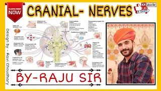 CRANIAL NERVES