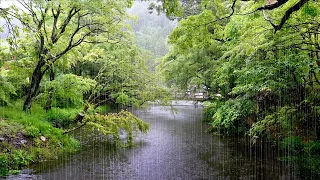 Beautiful, Peaceful Rain Sounds on a River that Lull you into Sleep. Healing the Mind, End Insomnia