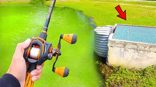 Searching for GIANT Bass in TINY POND! (Bank Fishing)