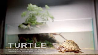 Turtles And Fish Together, It Happened l Make Forest Aquarium l Establish Studio For Channel