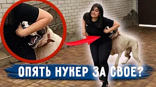 Как состояние Нукера после двух операций? Не довезла кошек до клиники на операцию из за потопа.