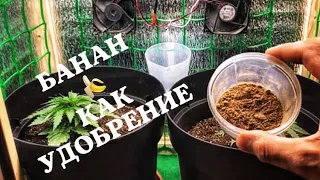 Выращивание конопли !) банан 🍌 как удобрение !))) «СТЕЛС ГРОУБОКС»