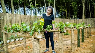 Technique growing vegetables in bamboo tubes, Building free farm | Thảo bushcraft - EP16