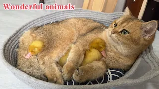 I was moved to tears.The magical and lovely cat takes care of the duckling as her own child❤️