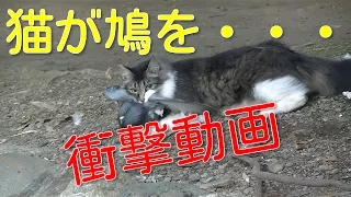 【閲覧注意】猫が鳩を仕留めた瞬間 Cat Hunting Pigeon