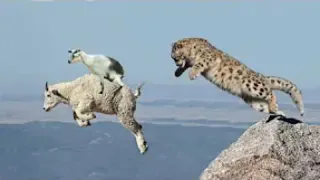 Mother Mountain Goat Protect Her Baby From Snow Leopard Hunting, Animals Hunt Fail #wildlife