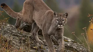 California man survives mountain lion attack that killed his brother