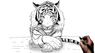 How To Draw A Sleeping Tiger | Step By Step |
