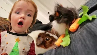 NiKO got his FiRST PET!!! new BABY GUINEA PiG!! welcome to our family! Honey plays with her friend!