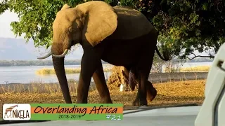 #21 Is this elephant begging? Mana Pools ~ Safari 2018-2019