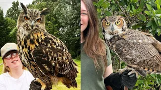 OWL BIRDS🦉- Funny Owls And Cute Owls Videos Compilation (2021) #017 - CLONDHO TV