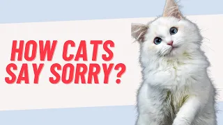 How Cats Apologize to Their Humans? | HOW DO CATS APOLOGIZE TO HUMANS? 🔥(NOT What You Think!)