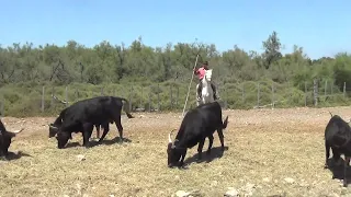 Scivolone del Gardian della Camargue