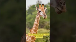 Giraffe | Unique anatomy