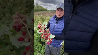 Гигантская малина плодоносит до заморозков. Нижегородец.