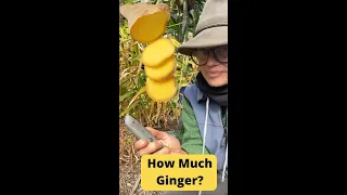 How much Ginger can you get from 1 Plant grown in a bonsai Bag