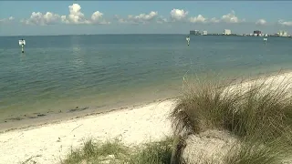 Rare flesh-eating bacteria responsible for 5 deaths in the Tampa Bay area