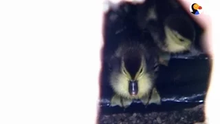 This Mom Duck Recognized Her Babies The Second She Heard Them