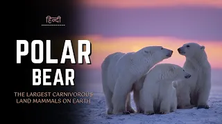 Polar Bear - The Largest Carnivorous Land Mammals on Earth – [Hindi] – Infinity Stream