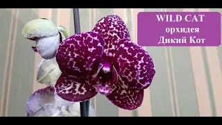 Phalaenopsis Wild Cat. Орхидея ДИКИЙ КОТ