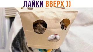 ЛАЙКИ ВВЕРХ! ))) Приколы с котами | Мемозг 1052