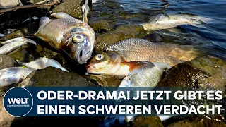 DRAMA AN DER ODER: "Schlimme Katastrophe!" Ursache des Fischsterbens unklar - Vorwurf gegen Polen