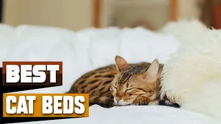 Cat Bed : Which are the Best Cat Beds in 2024?