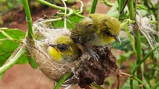 Baby birds leaves the Nest | White eye bird Final Day | Babies Leaving Nest