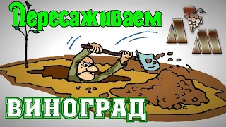 Как пересадить взрослый куст винограда