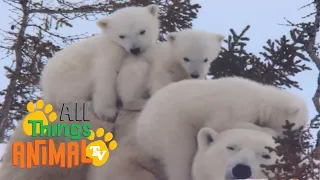 * POLAR BEAR * | Animals For Kids | All Things Animal TV