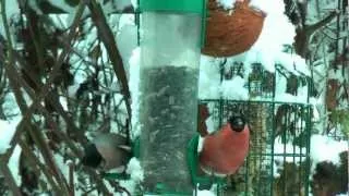 Bullfinches on my feeder Yorkshire UK(Pyrrhula pyrrhula)