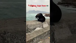 🤩💕 #capetown #southafrica What you’ll see on an average day at Kalkbay Harbour.