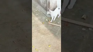 Cat and Snacks fight