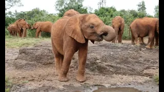Слонёнок, который потерял маму: Его поведение удивит каждого!