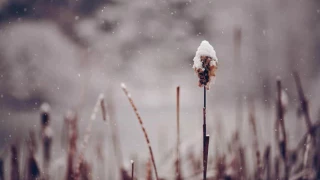 Vivaldi - Winter [Four Seasons HQ]