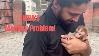 "INDIA have Problems with MONKEYS"!