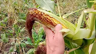 Кукуруза 2020 вересень