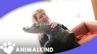 Wally the alligator is cuddle goals