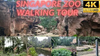 Singapore Zoo Walking Tour - Asia's Best Zoo! [4K]