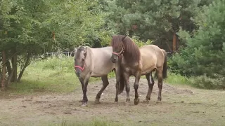 Ogier Tort kryje w tabunie Konika Polskiego