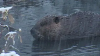 Beaver in a Snow Blizzard:  Winter Wildlife in Saskatchewan