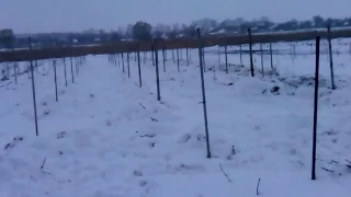 виноград укрытие перед заморозками,вторая серия