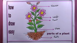 How to Draw a Plant/Draw Parts Of a Plant Step by Step.