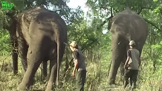 Treating an injured Elephant injured by "Hakka patas" traps used by demons among men