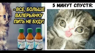 Лютые приколы. Котэ под валерьянкой.